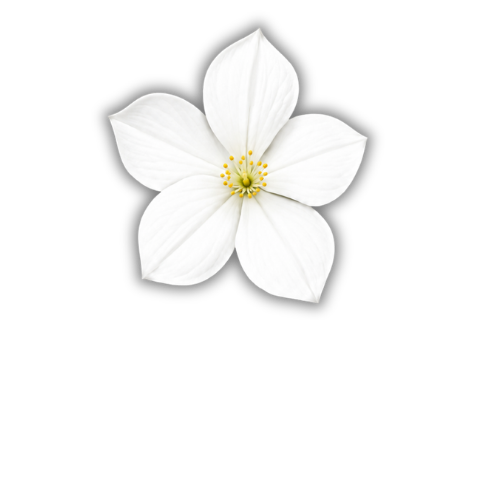 Hôtel Le Jasmin